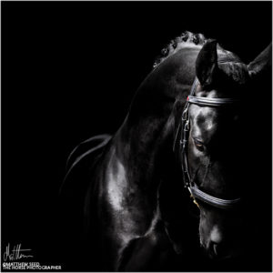 Zorro - Horse Photographer